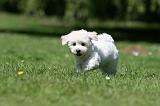 BICHON FRISE 568